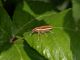Lixus_Maccarese_8-V-2011_OL030.JPG