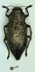 (Buprestidi) Dicerca aenea1.jpg