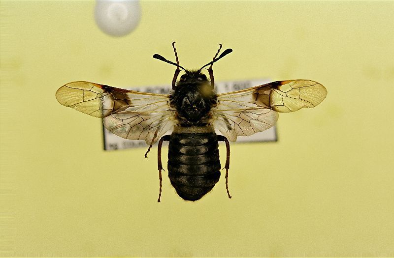 (Hymenoptera) Cimbex sp..JPG