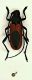 (Cerambicide) Purpuricenus kaheleri.jpg
