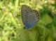 Plebejus argus 3_1.jpg