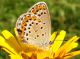 Plebejus idas.jpg