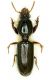 tn_Dischiriodes auriculatus.jpg