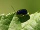 Chryptocephalus_Rocca_Priora_9-V-2011_OL031.JPG