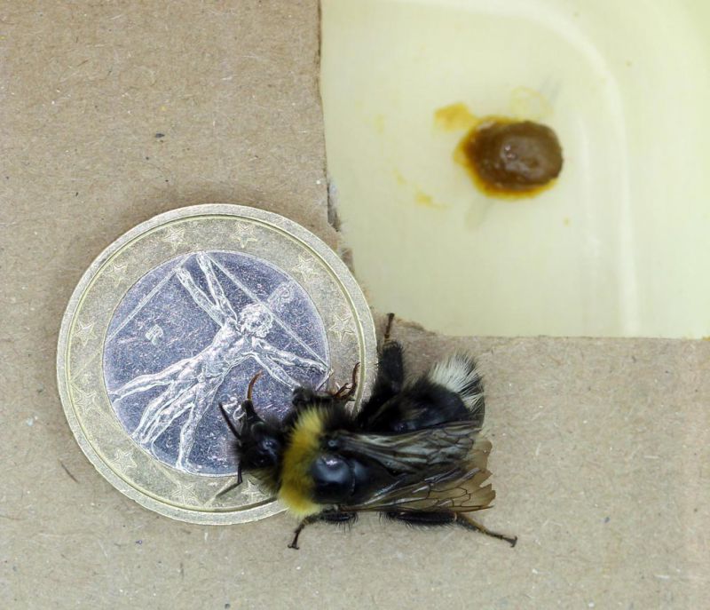 Laying Bombus (Psithyrus) cf. sylvestris - 01 -  12-V-2011 Forum.jpg