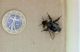 Laying Bombus (Psithyrus) cf. sylvestris - 02 -  12-V-2011 Forum.jpg