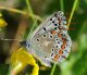 polyommatus.jpg
