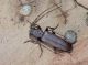 arhopalus 3 e.JPG