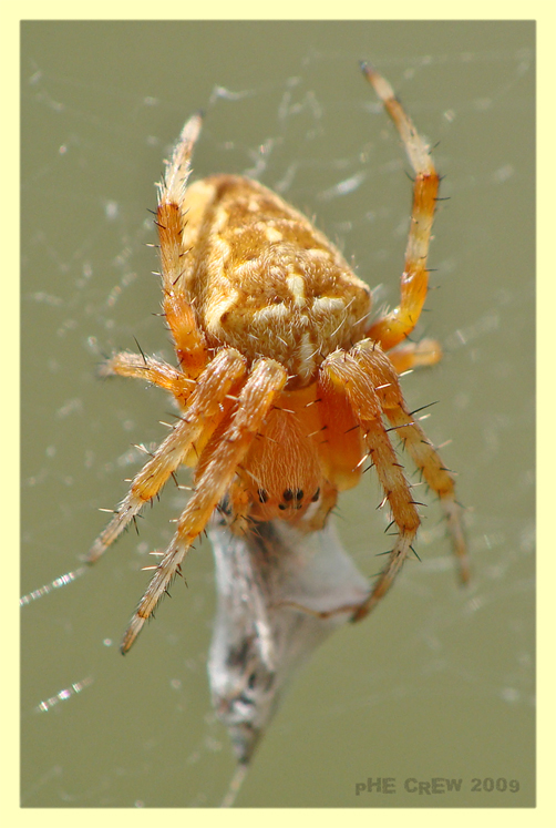 Araneus diadematus chiaro.JPG