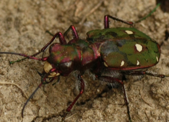 IMG_6521 cicindela.jpg