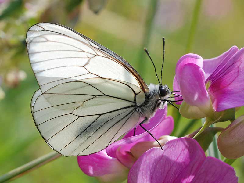 Aporia-crataegi---femmina.jpg