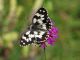 Melanargia-galathea1.jpg