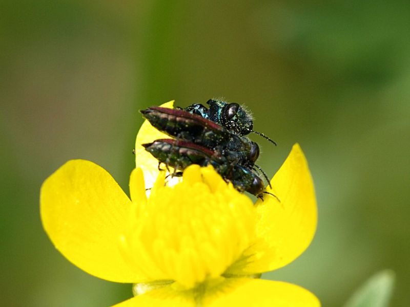 Anthaxia_salicis_San_Vittorino_16-V-2011_F071.JPG