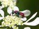 Criside_San_Vittorino_16-V-2011_F063.JPG