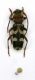 (Ceambicide) Chlorophorus trifasciatus.JPG
