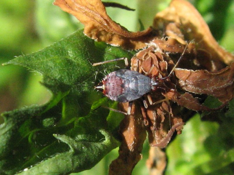 8 - Q-0103L2 - F020.30 - Liscione e Ca Bardagli - 30 MAG 2007 118.jpg