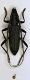 (Cerambicide) Cerambyx scopoli.JPG