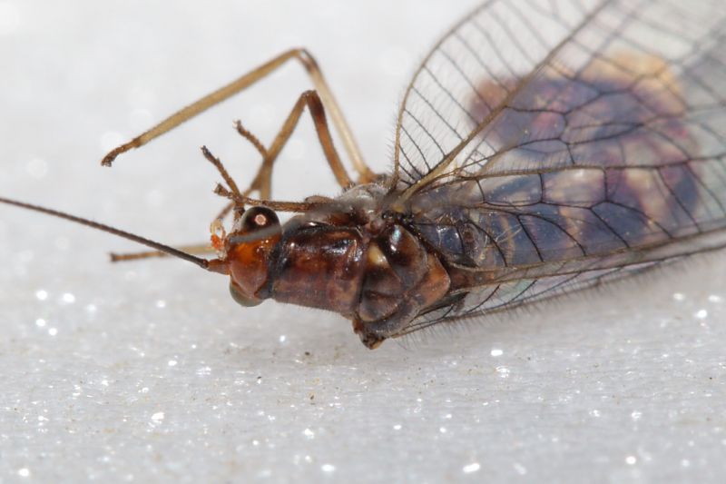 Nothochrysa capitata 3.JPG