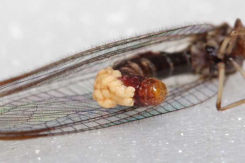 Nothochrysa capitata 2.JPG