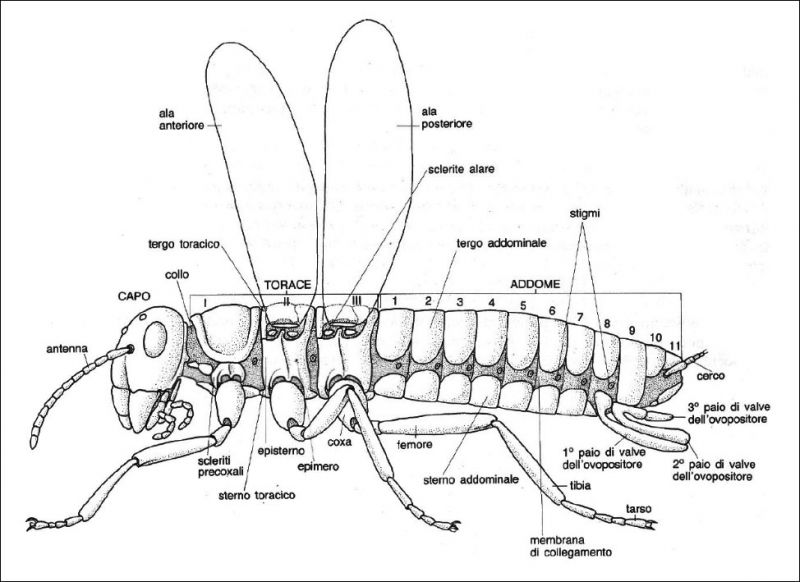Parti_morfologiche_insetto.jpg