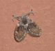Psychodidae.jpg