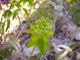 Euphorbia verrucosa.JPG