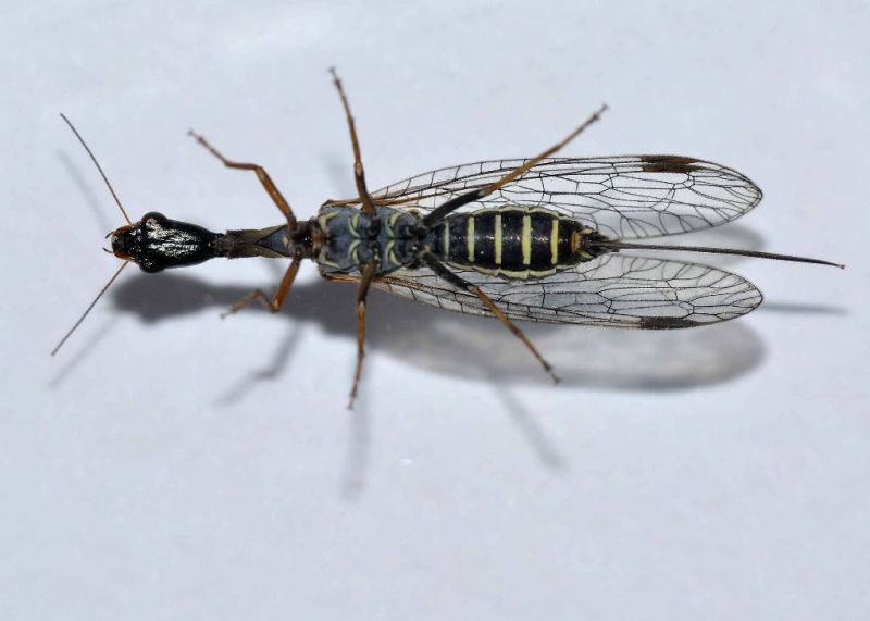 Raphidiidae - 11 mm -20110508_017.jpg