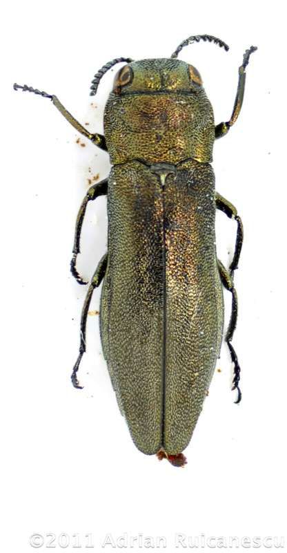 Agrilus croaticuswtmk.jpg