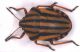 Graphosoma_lineatum_lineatum_light.jpg
