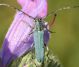 IMG_6961 Opsilia coerulescens for.jpg