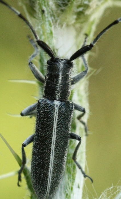 IMG_6842 Agapanthia cardui forum.jpg