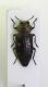 DSCN5557 chrys.jpg