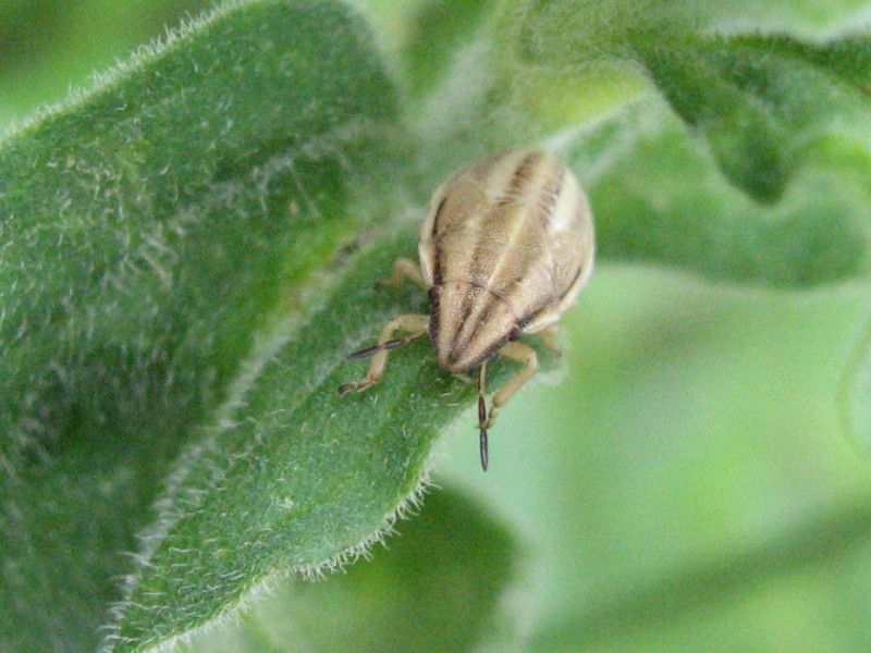 a - Q-0097 - F025.15 - Staccionata e dintorni   09 LUG - 2007 070.jpg