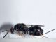 hime - 5 mm -20110519_029.jpg