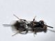 hime - 5 mm -20110519_034.jpg
