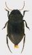 Dytiscidae_Cineto_22-V-2011_5mm_grey.jpg