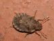 Pentatomidae - Sciocoris sp - 6 mm - 20110424_126.jpg