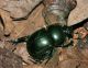 Geotrupidae - Trypocopris sp - 18 mm -20110418_039.jpg