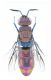 Crisidae sp.jpg