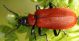 IMG_7300 Chrysomelidae.jpg