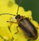 IMG_7268 Chrysomelidae.jpg