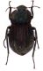 Asida_sp_Oschiri_ForestaFiligosu_12_IV_2000_15mm_Z-1470 Montage.jpg