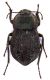 Asida_sp_Oschiri_ForestaFiligosu_20_XI_2000_13mm_Z-1471 Montage.jpg