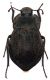 Asida_sp_Oschiri_ForestaFiligosu_12_IV_2000_16mm_Z-1469 Montage.jpg