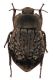Asida_sp_Oschiri_ForestaFiligosu_29_III_2000_16mm_Z-1474 Montage.jpg