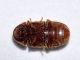 coleo1 - 2 mm -20110518_007.jpg