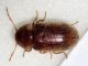 coleo1 - 2 mm -20110518_008.jpg