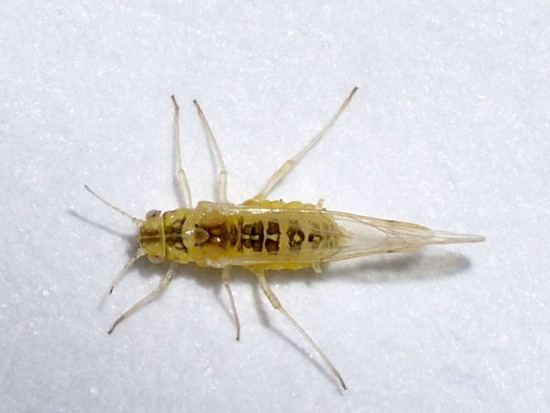 Psyllidae - 1 mm -20110518_209.jpg