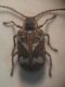 Anobiidae - Ptinomorphus imperialis sp.JPG
