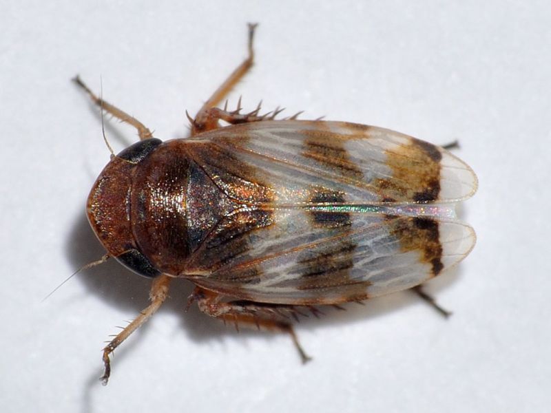 cicalina - 4 mm -20110524_082.jpg